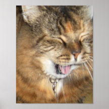 Cat Ad45