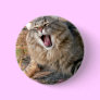 LOL Maine Coon