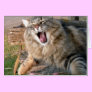 LOL Maine Coon