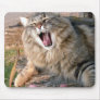 LOL Maine Coon