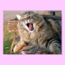 LOL Maine Coon