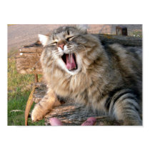 LOL Maine Coon posters by JeanC_PurpleDucky LOL Maine Coon posters
