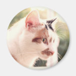 Lola 1 fridge magnets