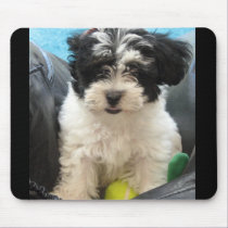 Lola A Rescued Havanese puppy mousepads