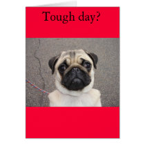 Lola feels your pain cards