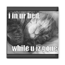 LOLCat 1 magnets