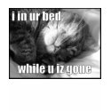 LOLCat 1 t-shirts by CrazyClara LOLCat 1 t-shirts