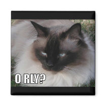LOLCat 4 magnets