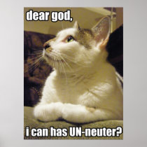 LOLcat - dear god Poster