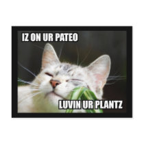 Cartão Sassy de LOLCat cartées postais