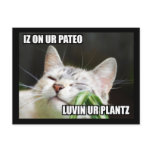 LOLCat Sassy Postcard