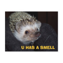 LOLHog PostCard by Hathery LOLHog PostCard