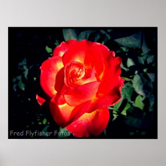 Lomo Flaming Red Rose Poster print