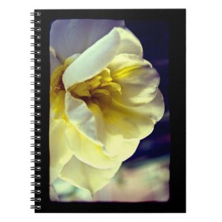 Lomo Narcissus Daffodil fuji_notebook
