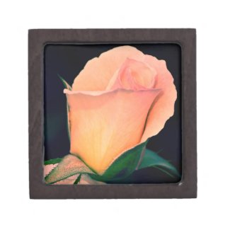 Lomo Rose Gift Box 2 planetjillgiftbox