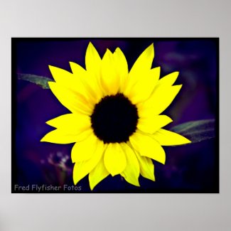 Lomo Sunflower Poster print