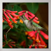 Lona del colibrí impresiones