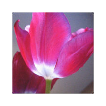Lona rosada oscura del tulipán lona envuelta para galerías