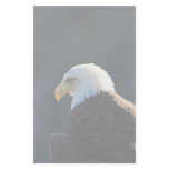 Lone Bald Eagle Stationery Paper
