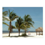 palm, trees, islamorada, florida, keys, seascape,