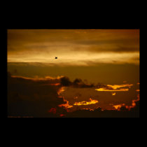 Lone Bird in a Firey Sky (Poster) posters