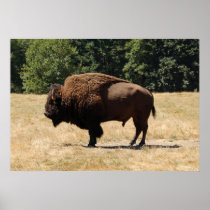 Lone Buffalo Print