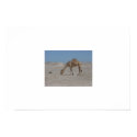 Lone Camel, Bahrain posters