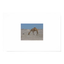 Lone Camel, Bahrain posters by doomsdaybob Lone Camel, Bahrain posters