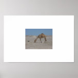 Lone Camel, Bahrain posters