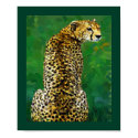 Lone Cheetah posters by kirkzaz Lone Cheetah posters