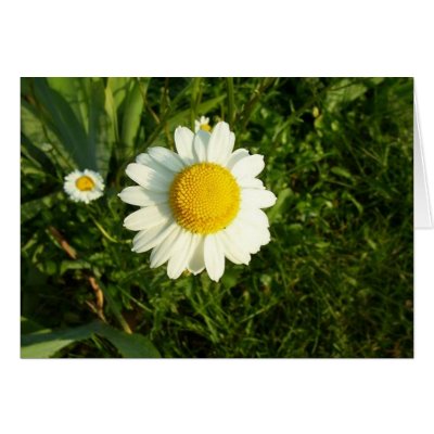 Lone Daisy Greeting Cards by sdavis051