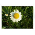 Lone Daisy cards