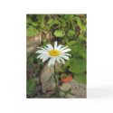 Lone Daisy cards