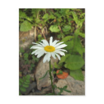 Lone Daisy Postcard