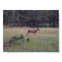 Lone Deer Poster posters