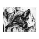 Lone Desert Coyote, D.B. Martin 2005 postcards by yodmart Lone Desert Coyote, D.B. Martin 2005 postcards