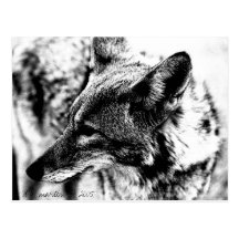 Lone Desert Coyote, D.B. Martin  2005 Postcard