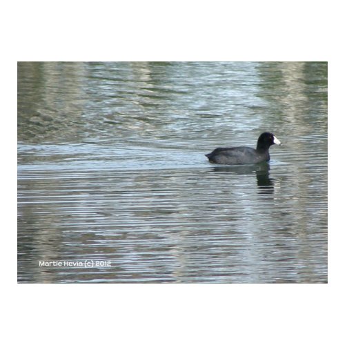Lone Duck II zazzle_print