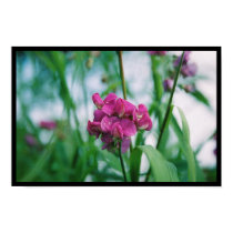 Lone Flower posters