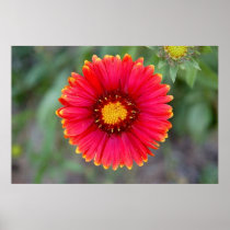 Lone Flower posters