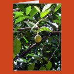fruits, trees, india, goa, nature, flora,