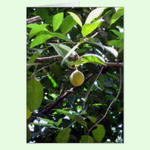 Lone Fruit cards