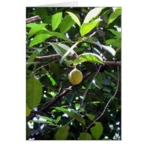 Lone Fruit cards by CrisIsaac Lone Fruit cards