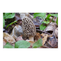 Lone Grey Morel Mushroom posters