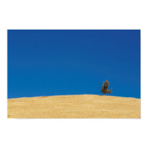 Lone Juniper posters