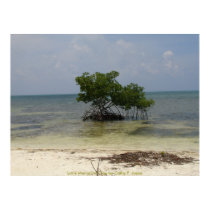 Lone Mangrove Tree posters