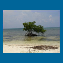 Lone Mangrove Tree posters