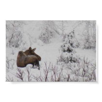 Lone Moose - Logan Guinn posters by loganguinn Lone Moose - Logan Guinn posters