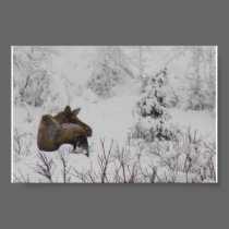 Lone Moose - Logan Guinn posters