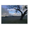 Lone Oak overlooking Mt. Diablo in Winter cards